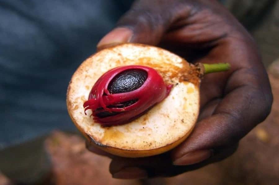 Zanzibar: Walking Spice Tours with Guide - The fruit tasting is more than a quick snack