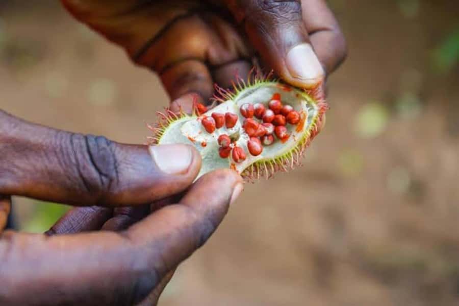 Zanzibar: Walking Spice Tours with Guide - Walking through the farm, plant by plant